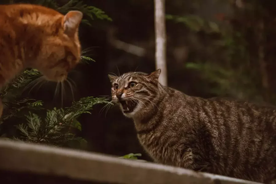 two-cats-fight