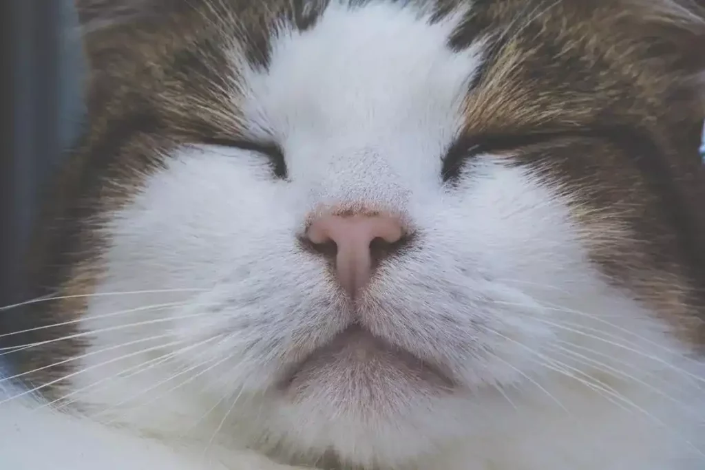 white spots on cat nose