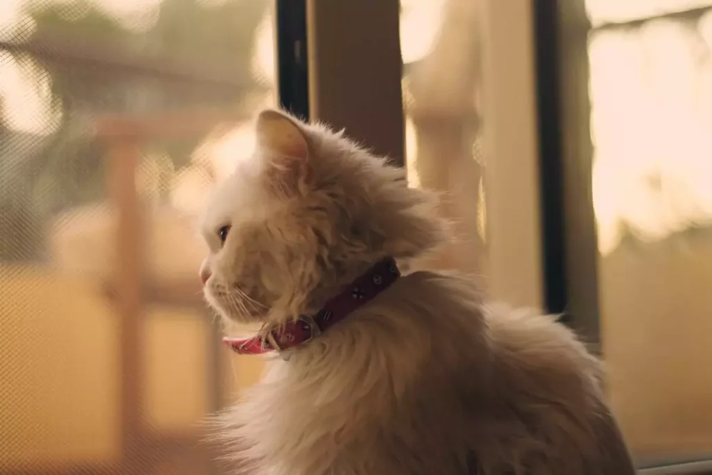 5 Best Cat Cones After Surgery in 2023 13 cat red collar