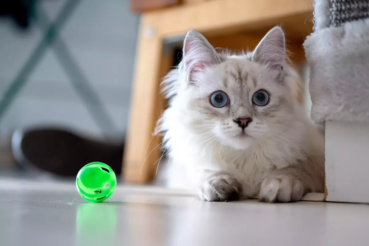 cat_toy_floor