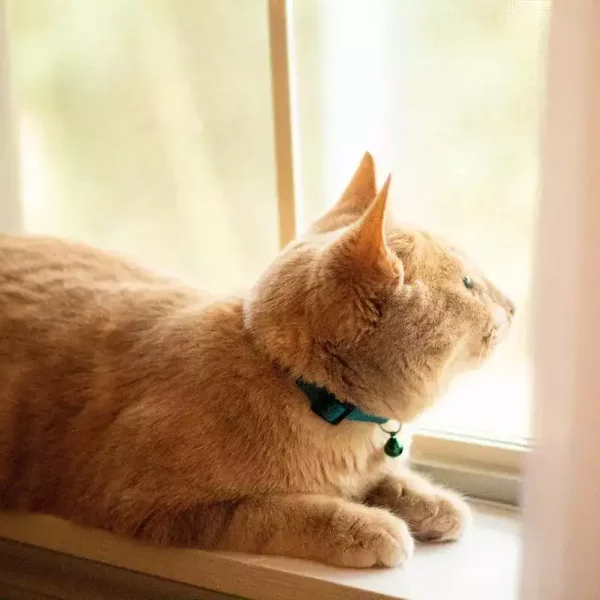 cat_window_collar