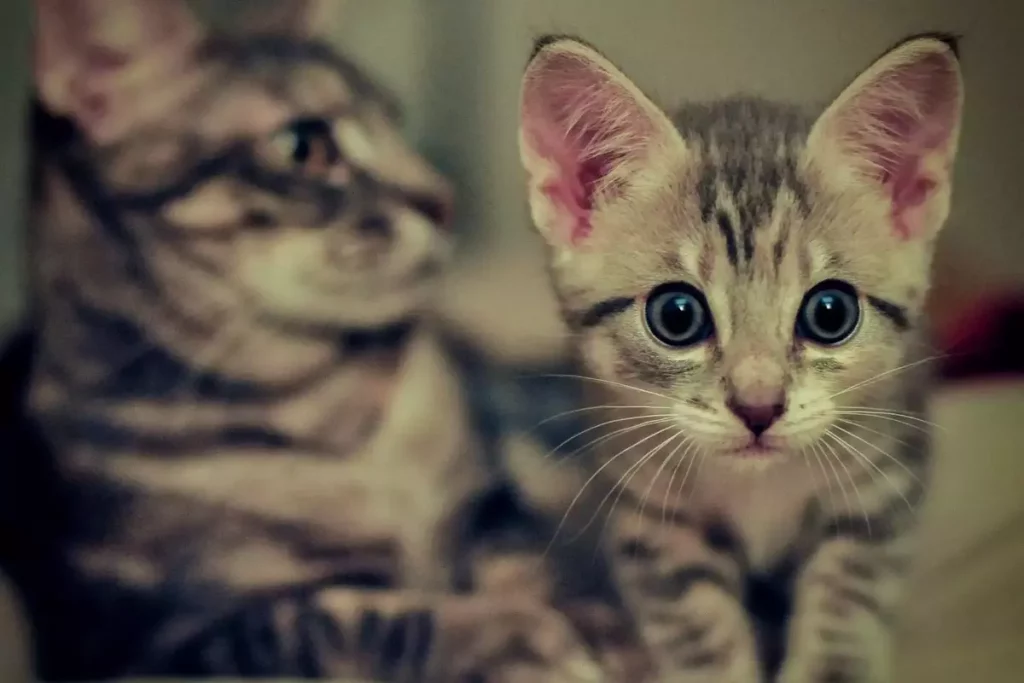 My Kitten Is Bullying Older Cat - Do This! 17 kitten and older cat