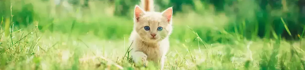 kitten_outside